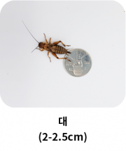 big_insect