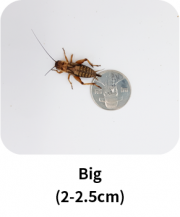 big_insect_en
