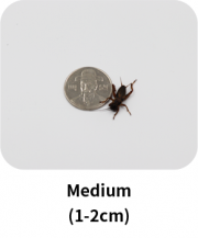medium_insect_en