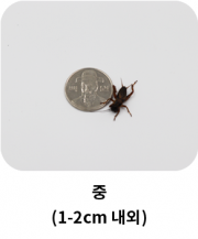 middle_insect