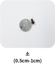 small_insect