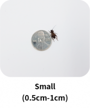 small_insect_en