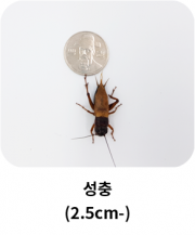 very_big_insect